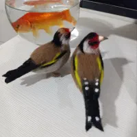 سهره  دو جفت نرو ماده