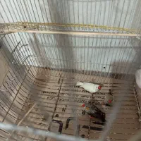 معاوضه با عروس هلندی