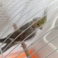 عروس هلندی ماده بالغ