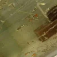 گوپی|ماهی|مشهد, الهیه|دیوار