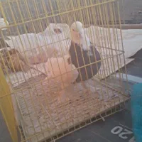 ماده طوقی|پرنده|بردسیر, |دیوار