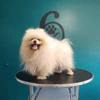 پامرانین (وارداتی)|سگ|تبریز, |دیوار