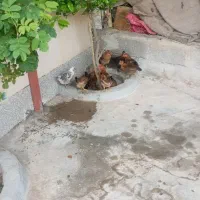 جوجه بومی