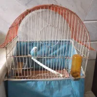 مرغ عشق