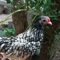 سیبرایت یکساله|حیوانات مزرعه|رشت, نخودچر|دیوار