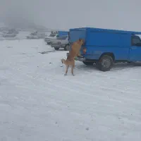 یک عدد توله سرابی|سگ|ملایر, |دیوار