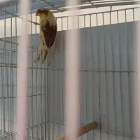 قناری نر مست مست شلاقی|پرنده|اصفهان, آبشار|دیوار