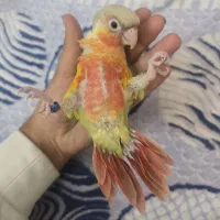 گرینچیک آناناسی دبل رد|پرنده|مشهد, تربیت (صدف)|دیوار