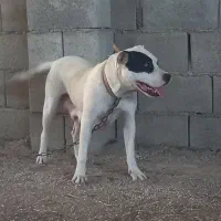 سگ داگو ماده