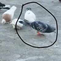 کفتر نر و ماده|پرنده|نیشابور, شهرک اندیشه|دیوار