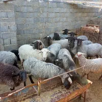 گوسفند رومانوف