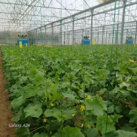 کارگر گلخانه