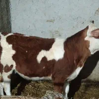 گوساله سیمینتال صنعتی