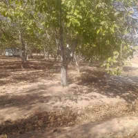 فروش چوب گردو