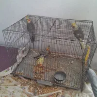 عروس هلندی سه عدد