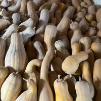 کدو حلوایی شیرین و زرد با قیمت ۲۲هزار تومان|عمده‌فروشی|اسفراین, |دیوار