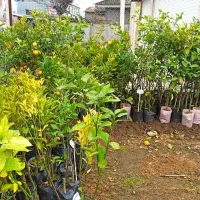 نهال میوه،مرکبات،سیاهریشه،فضاسازی|خدمات باغبانی و درختکاری|تولم شهر, |دیوار