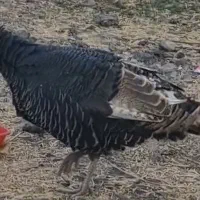 بوقلمون گم شده