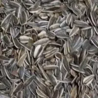 تخمه‌خام‌ومحلی