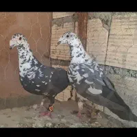 بهبونی بزن پلاکی کفتر کبوتر