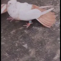 ۴تا‌کبوتر دمبی سیاه زرد قهوه ای|پرنده|تاکستان, |دیوار