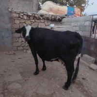 گاو با گوساله ی ماده