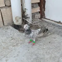 کفتر سار المانی ماده.در چخ کفتر،طور دستی و آبخوری|پرنده|مشهد, کوی دروی|دیوار