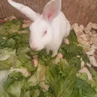 خرگوش نر خرگوش ماده کفتر سفید نر