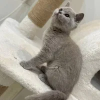 گربه بریتیش رنگ خواص لی لاک|گربه|پرند, فاز ۳|دیوار