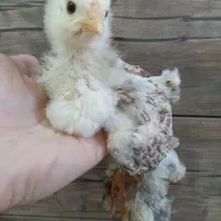 جوجه برهما ۴۰ روزه