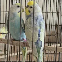 دو جفت مرغ عشق ریمبو