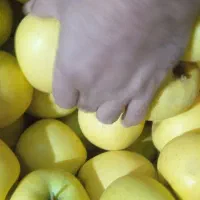 سیب درجه یک|خوردنی و آشامیدنی|اشنویه, |دیوار