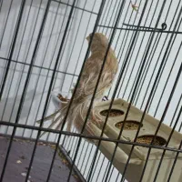 قناری ماده تن نخورده