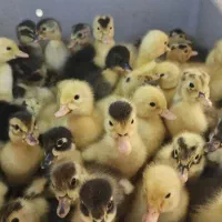 جوجه اردک  محلی  و جوجه مرغ|حیوانات مزرعه|رشت, باهنر|دیوار