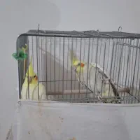 عروس هلندی|پرنده|قره ضیاالدین, |دیوار