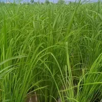 زمین-کشاورزی