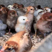 جوجه گلپایگان ( همه رنگ موجود )