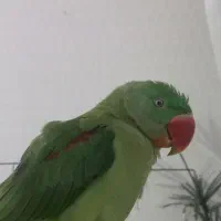 جوجه شاه طوطی نر رام