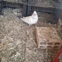 کفتر شازده مفلق با یدونه نر