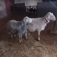 گوسفند|حیوانات مزرعه|باوی, |دیوار