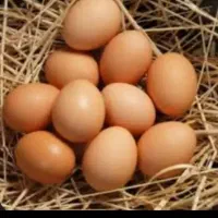 تخم مرغ نطفه دار