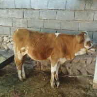 یک راس گوساله ماده سیمینتال درجه یک داشتی