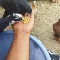 چندتا کفتر فروشی