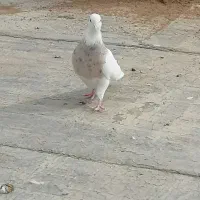 کبوتر طوقی اجری نر