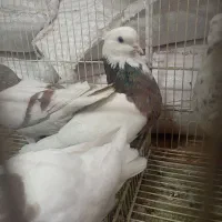 نر زرد کرمانی|پرنده|بیرجند, |دیوار