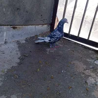 چهارتا کفتر همه نر|پرنده|مه ولات, |دیوار