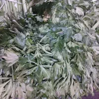 تفاله کلم و کرفس و سیب و چغندر و غیره|لوازم جانبی حیوانات|آذرشهر, |دیوار