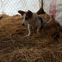 سگ پاکوتاه|سگ|لاهیجان, بازکیاگوراب|دیوار