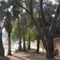 قطع نخل و درخت با خرید چوب درخت|خدمات باغبانی و درختکاری|بندر دیر, |دیوار