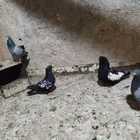 کبوتر سینه مشکی سبز پلاکی دورگ تهرانی بپر کفترسیاه|پرنده|لنجان, |دیوار